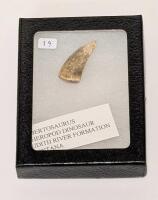 Albertosaurus Dinosaur Tooth
