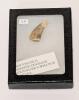 Albertosaurus Dinosaur Tooth