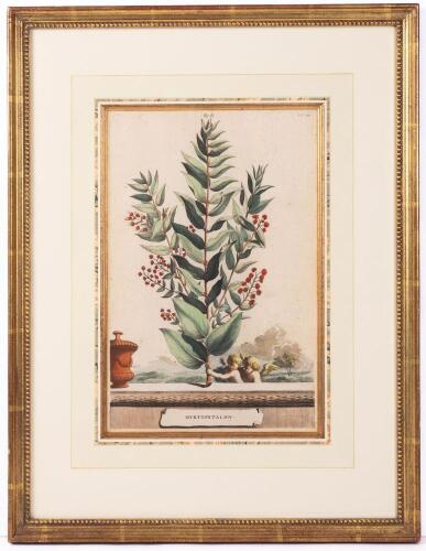 Abraham Munting. Folio 250 Tinted Engraving ca. 1696