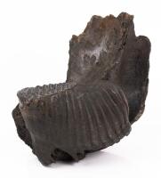Outstanding Fossilized Wooly Mammoth Tooth Still Attached to Mandible Dating 150,000 to 20,000 Years Ago