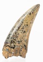 T-REX PRE-MAXILARY 1.8 INCH TOOTH