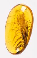 Dinosaur Feather in 100 Million Year Old Amber, Rare