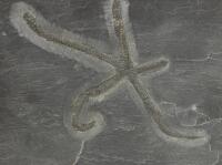 400 Million Year Old Pyritized Urasterella Starfish