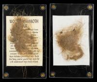 Mammuthus Primigenius: Two Large Tufts of Wooly Mammoth Hair from Taimyr, Siberia, Russia