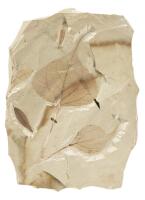 Two Complete Populous Leaves from Green River Formation