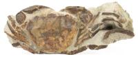 Fossil Crab: Single Complete Crab Millions of Years Old from Argentina
