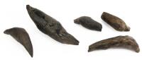 Five Fossilized Whale Teeth, Scaldicetus, a Genus of the Prehistoric Sperm Whale During the Miocene Epoch