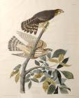 Audubon, John James. Pigeon Hawk, Falco Columbarius