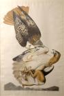 Audubon, John James. Red Tailed Hawk, Falco Borealis