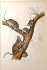 Audubon, John Woodhouse. "Neotoma Floridana, say et ord. Florida Rat"