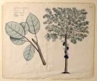 Unknown. Botanical Print From Hortus Malabaricus (Garden of Malabar)