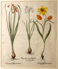 Besler, Basilius. Narcissus iuncisolius po, lyanthosalbus