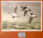 1948, $1, Federal Duck Stamp Print, "Buffleheads Aloft" by Maynard Reece