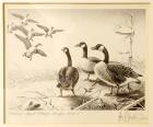 1958, $2, Federal Duck Stamp Print, "Canada Geese" by Leslie C. Kouba