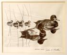 1960, $3, Federal Duck Stamp Print, "Redheaded Ducks" by John A. Ruthven