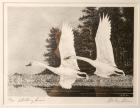 1966, $3, Federal Duck Stamp Print, "Whistling Swans" by Stanley Stearns