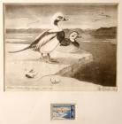 1967, $3, Federal Duck Stamp Print, "Old Squaw Ducks" by Leslie C. Kouba
