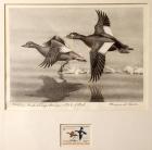 1969, $3, Federal Duck Stamp Print, "White-Winged Scooters" by Maynard Reece