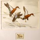 1971, $3, Federal Duck Stamp Print "Cinnamon Teal" by Maynard Reece