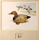 1975, $5, Federal Duck Stamp Print "Canvasback" by James P. Fisher