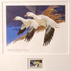 1977, $5, Federal Duck Stamp Print, "Ross's Geese" by Martin R. Murk