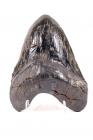 Carcharodon Megalodon Sharks Tooth