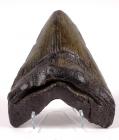 Carcharodon Megalodon Sharks Tooth