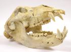 Complete Cave Bear Skull