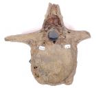 Dinosaur Tail Vertebrae With Bite Marks