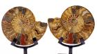 Large Ammonite Cut Pair