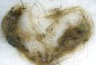 Wooly Mammoth Hair