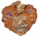 Polished Petrified Wood Section