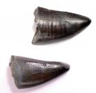 Two T-Rex Teeth