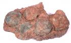 Five Therizinosaur Dinosaur Eggs