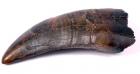 T-Rex Tooth Huge 3.25 Inches