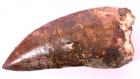 Carcharodontosaurus Dinosaur Tooth