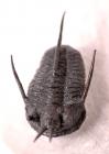 Fascinating Spiny Trilobites Morocco