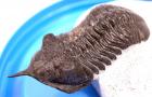 Moroccanites Spiny Trilobite