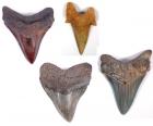 Megalodon Shark Evolution