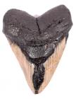 Carcharodon Megalodon Sharks Tooth