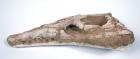 Crocodyliform Reptile Skull