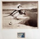 1967, $3, Federal Duck Stamp Print, "Old Squaw Ducks" by Leslie C. Kouba