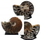 Two Ammonites From Madagascar