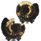 Pair of Golden Russian Ammonites