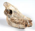 Mammal Fossilized Pig Skull