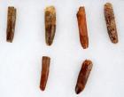 Six Sauropod Teeth