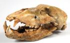 Cave Bear Skull