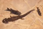 280 Million Year Old Amphibian and Two Fish