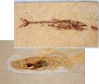 Squid and Viper Fish Fossils