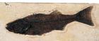 Huge 12.5 Inch Long 50 Million Year Old Trout